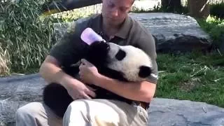 Panda Cub at the Toronto Zoo