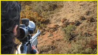 BEST WILD BOAR HUNTING PART-1 | EN İYİ YABAN DOMUZU AVI PART-1