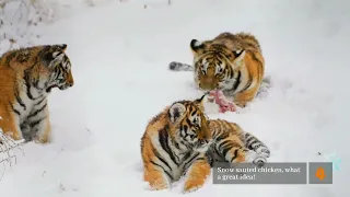 Siberian Tiger Park in Harbin