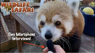 Tiny Mic Interviews with Animals at Wildlife Safari!