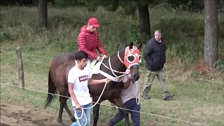 Gran triunfo de "Niño de Oro" v/s "El Chilly"