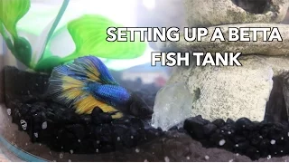 HOW TO: SET UP A BETTA FISH TANK