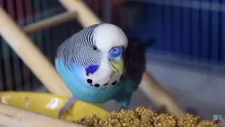 Budgies eating millet