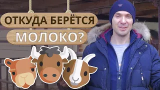 Кто дает молоко? / Основные породы молочного скота