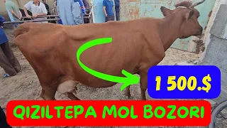 QIZILTEPPA MOL BOZORIDA NARXLAR QANDAY #mol_bozori #qiziltepa #musofir