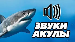 Звук акулы: какой звук издаёт акула?