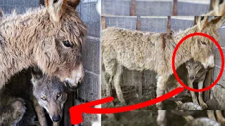 A Beautiful Friendship Between This Donkey And Wolf Will Melt Your Heart Away!