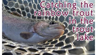 How to Catch The Rainbow Trout In The Trout Lake with Spoon Lures