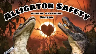 Alligator Breeding Season in Florida‼️‼️