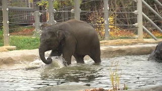 ПРАЖСКИЙ ЗООПАРК / ZOO PRAHA