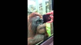 Orangutan watches a YouTube video of orangutans and loves it