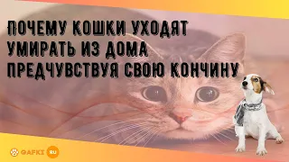 Почему кошки уходят умирать из дома предчувствуя свою кончину