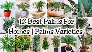 12 BEST PALMS VARIETIES FOR HOMES - Palm Plants Indoor Care Guide