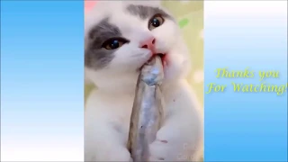 Funny animals Compilation - Funniest Animals Vines 2020 #3 try not to laugh challenge - animal fails