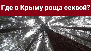 Где в Крыму роща секвой? И как туда добраться?