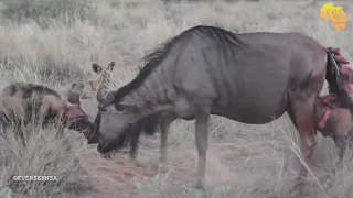 Painted WILD DOGS taking a wildebeest unborn calve from its mothers womb - NOT FOR SENSITIVE VIEWERS