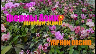 Азиатские фермы.  Yaphon Farm орхидеи