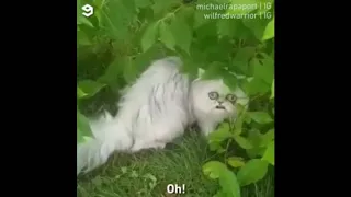 Странный кот - все видео