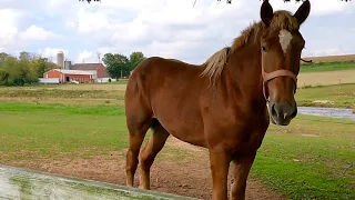 Lancaster Pennsylvania Virtual Walk Amish Country Shirktown Rd & Conestoga Creek Rd. No Music 4K!