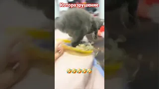 коты рулят .разрушители #joker #funny #юмор #тренд #рек #смех #влог #шортс