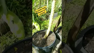 Papaya en maceta