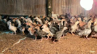 পাতি হাঁহৰ পুৱালী লাগিলে যোগাযোগ কৰক ll pH.8638703006 Assam poultry farm Duck Farming #duck farming