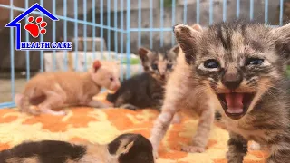 Cutest Baby Kittens Meowing Loudly asking for mom – Little kittens First time Hang out