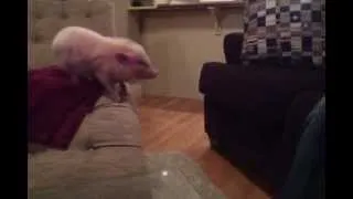 Elliot The Pig Can Fly!