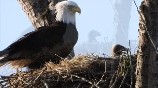 Eagles rebuilding nest or working in the rim of the nest
