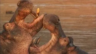 Hippo Fight!
