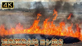 [JapanTravel] 渡良瀬遊水地ヨシ焼き Watarase Wetlands Reed Grilled