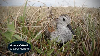 Beautiful Dunlin In America's Arctic!