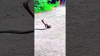 Snake vs Animal - Credits: Unknown 🎥