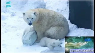 Мама-медведица с медвежатами и папа-медведь