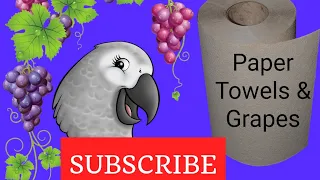 Don't forget the paper towels & grapes #africangrey #animals #birds #fun #lol #fyp #pets #parrots