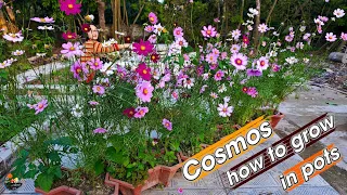 How to grow cosmos in pots