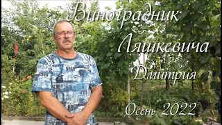 Виноградник Дмитрия Ляшкевича  Осень 2022