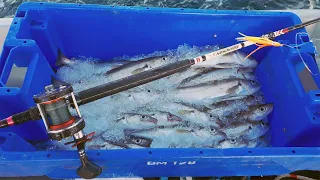 Fishing ! Catching Whiting to order ! Commercial rod & line fishing in Cornwall