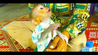 Mother teach adorable and cute baby Leo Monkey to listen to her