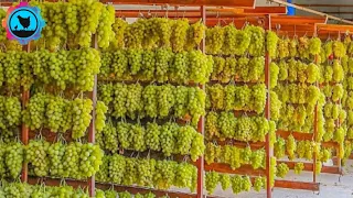 How to Make Dry Fruit FromFigs Dates 🍇Grapes 🥑Avocados At The Factory 🏭 Farming Documentary