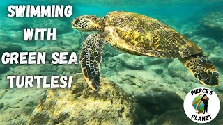 Swimming With Green Sea Turtles, Eels, & More In Maui!!! (Part 2)