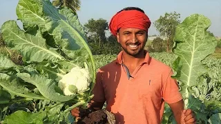 कम खर्चे वाली आधुनिक खेती || Cauliflower Farming || फूलगोभी की खेती | Indian Farmer