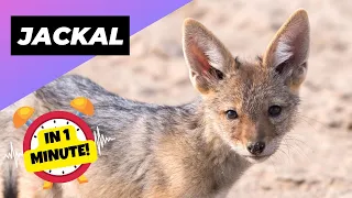 Jackal 🦊 Meet Africa's Misunderstood Predator! | 1 Minute Animals