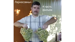 4 Часть фильма "Сорта и ГФ винограда на участке Пузенко Натальи Лариасовны"
