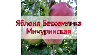 Яблоня обыкновенная Бессемянка Мичуринская 🌿 Посадка и уход. крупномеры яблони: особенности сорта