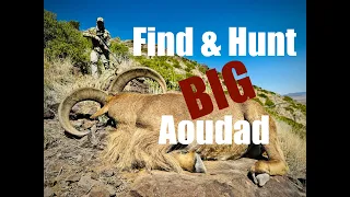 How to Find, Field-Score & Kill Big Aoudad