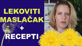 Lekovitost MASLAČKA + recepti (ulje, melem, čaj) / dr Bojana Mandić