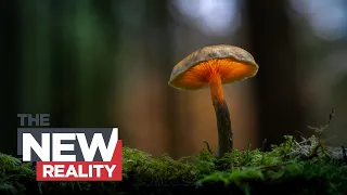 The New Reality: Our Fungi future