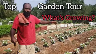 Top Garden Tour |Come See What's Growing in Our Top Garden