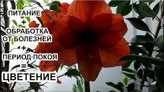 ТРИ правила - и цветение ГИППЕАСТРУМА обеспечено! Подробно о цветении гиппеаструма